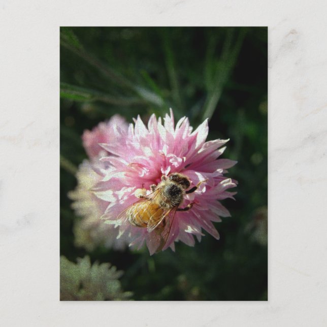 Carte Postale Abeille de miel et fleur rose (Devant)