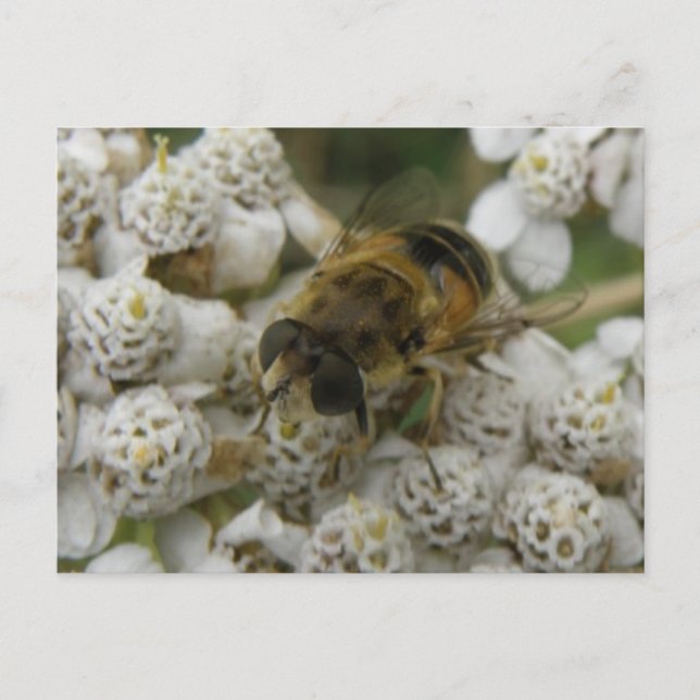 Carte postale Abeille de miel et fleurs (Devant)