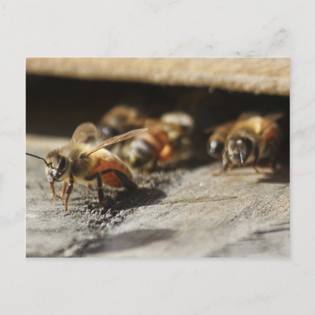 Carte Postale Abeille de miel quittant la ruche (Devant)