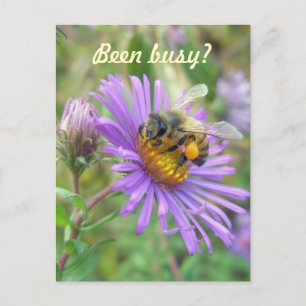 Carte Postale Abeille de miel sur Asters Quick "Hi"