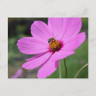 Carte Postale Abeille De Miel Sur Cosmos Flower Nature