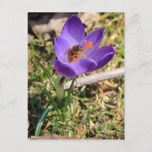Carte Postale Abeille de miel sur Crocus