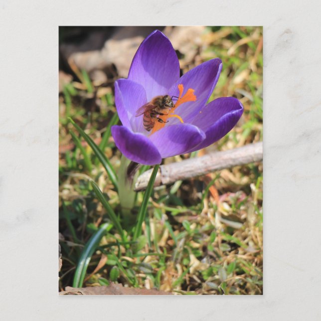Carte Postale Abeille de miel sur Crocus (Devant)