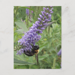 Carte Postale Abeille de miel sur la fleur violette