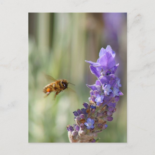 Carte Postale Abeille de miel sur Lavender (Devant)