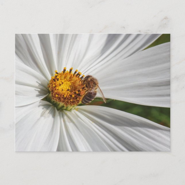 Carte Postale Abeille de miel sur une fleur de cosmos blanc (Devant)