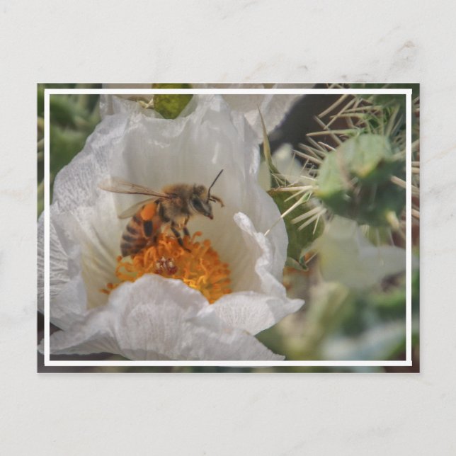 Carte Postale Abeille dormante (Devant)
