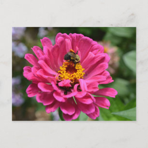Carte Postale Abeille élégante rose fleur florale chrysanthème m