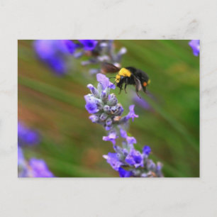 Carte Postale Abeille en Lavender