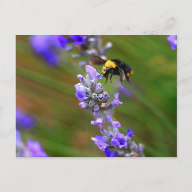 Carte Postale Abeille en Lavender (Devant)