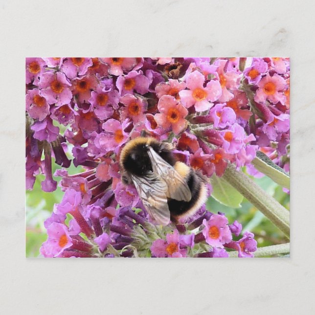 Carte Postale Abeille et bouddlie (Devant)