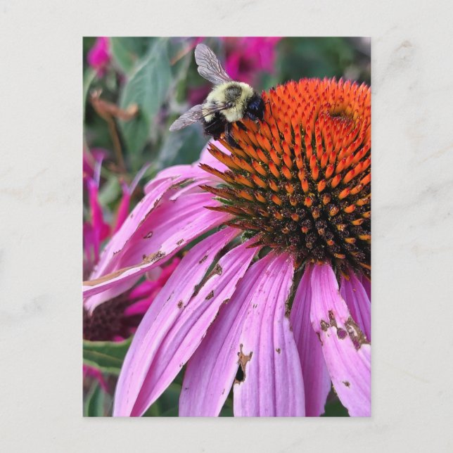 Carte Postale Abeille et Echinacée  (Devant)
