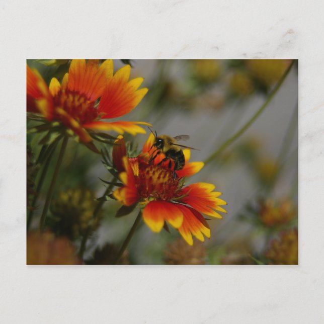 Carte postale Abeille et Fleur (Devant)