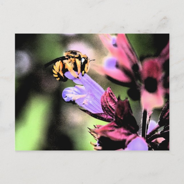Carte Postale Abeille et fleur pccnm (Devant)