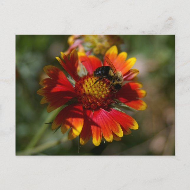 Carte Postale Abeille et fleurs (Devant)