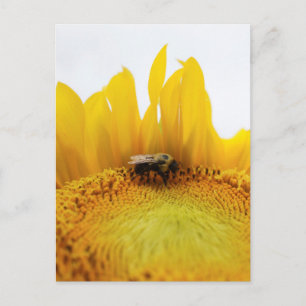 Carte postale Abeille et tournesol