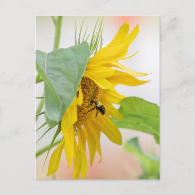 Carte Postale Abeille Et Tournesol (Devant)
