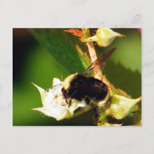 Carte Postale Abeille framboise
