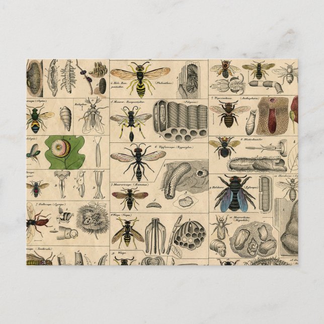 Carte Postale Abeille Insecte Bug Wasp Histoire naturelle abeill (Devant)