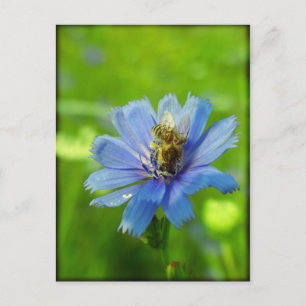 Carte Postale Abeille occupée