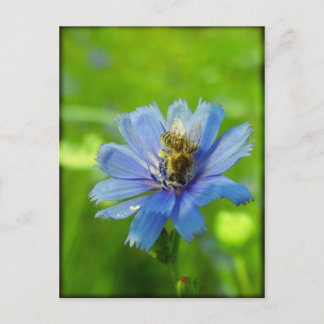 Carte Postale Abeille occupée