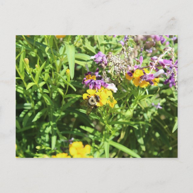 Carte Postale Abeille occupée n° 3 (Devant)