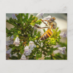 Carte Postale Abeille occupée travaillant dur