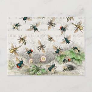 Carte Postale Abeille Reine Entomologie Botanique Vintage