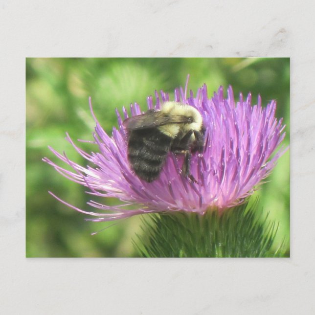 Carte Postale Abeille sur chardon (Devant)