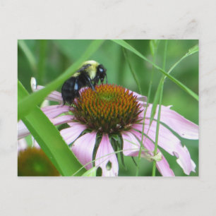 Carte Postale Abeille Sur Fleur De Cône
