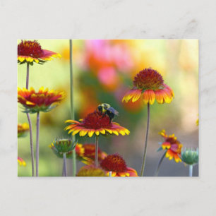 Carte Postale Abeille sur Gaillardia