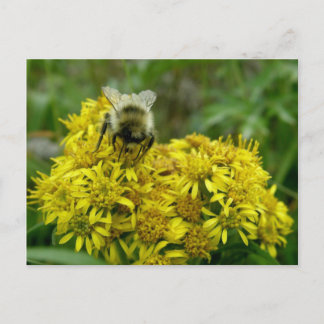 Carte Postale Abeille sur Goldenrod, île d'Unalaska