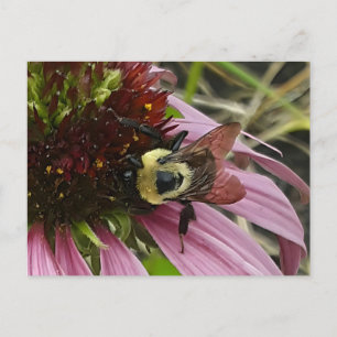 Carte Postale Abeille sur la fleur