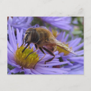 Carte Postale Abeille sur la fleur