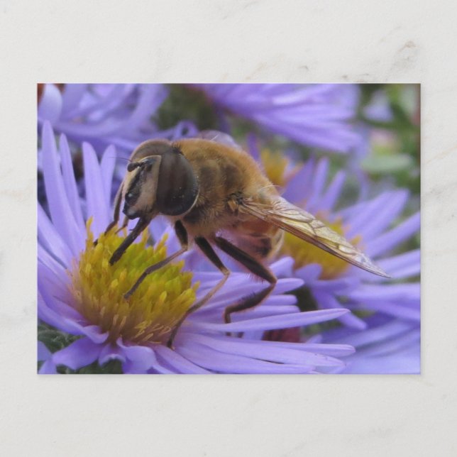 Carte Postale Abeille sur la fleur (Devant)