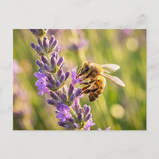Carte Postale Abeille sur lavande (Devant)
