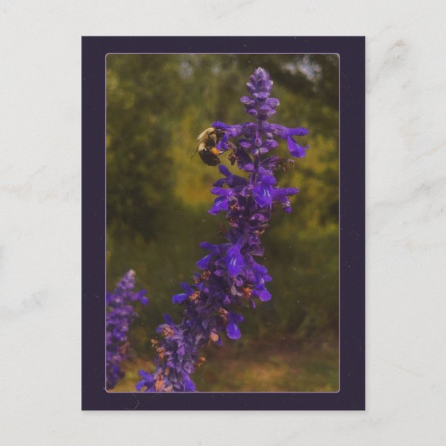 Carte Postale abeille sur lavande  (Devant)