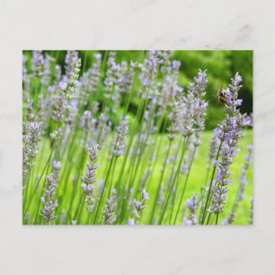 Carte Postale Abeille sur Lavender Summer Floral