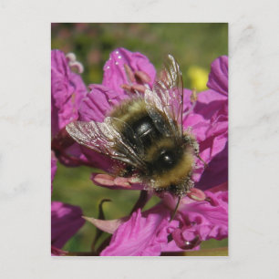 Carte Postale Abeille sur l'herbe à feu, île Unalaska