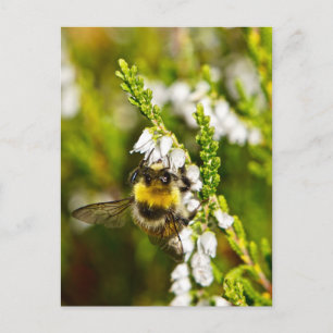 Carte Postale Abeille sur Lucky White Heather