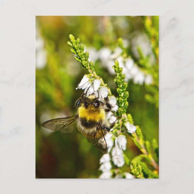 Carte Postale Abeille sur Lucky White Heather (Devant)