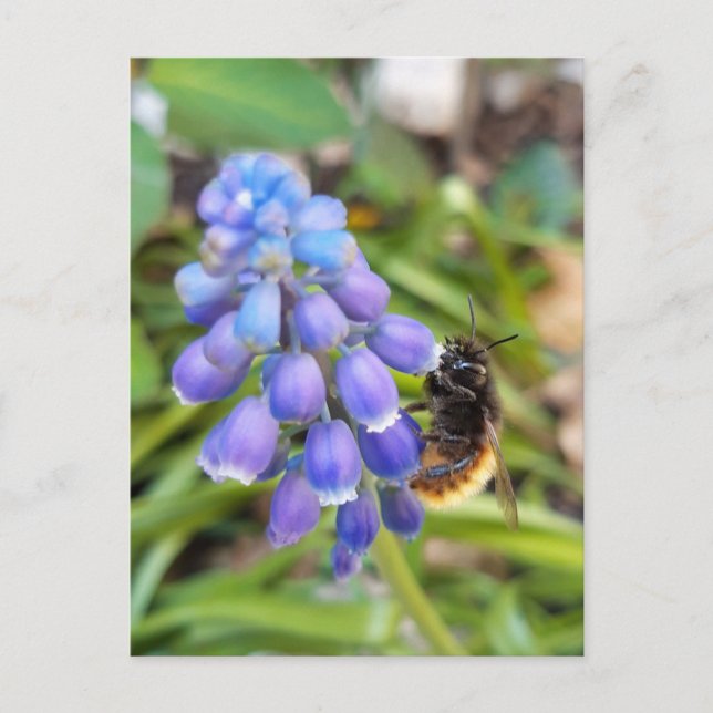 Carte Postale Abeille sur Muscari Armeniacum, Grape Hyacinth (Devant)