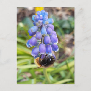 Carte Postale Abeille sur Muscari Armeniacum, Grape Hyacinth