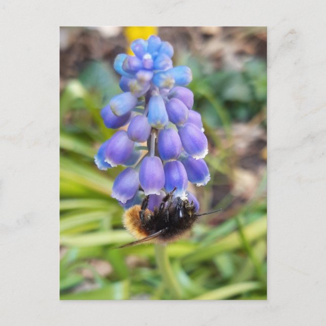 Carte Postale Abeille sur Muscari Armeniacum, Grape Hyacinth (Devant)