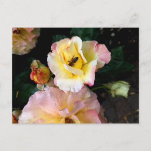 Carte Postale Abeille sur roses rose jaune Fleurs