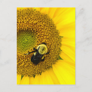 Carte Postale Abeille sur tournesol