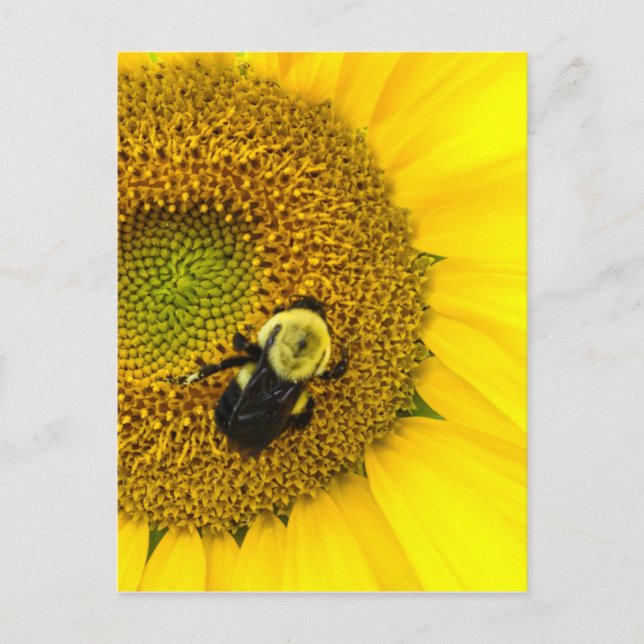 Carte Postale Abeille sur tournesol (Devant)