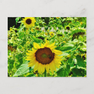 Carte Postale Abeille sur tournesol jaune