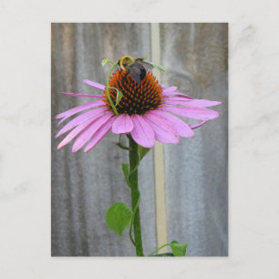 Carte Postale Abeille sur un confleur pourpre