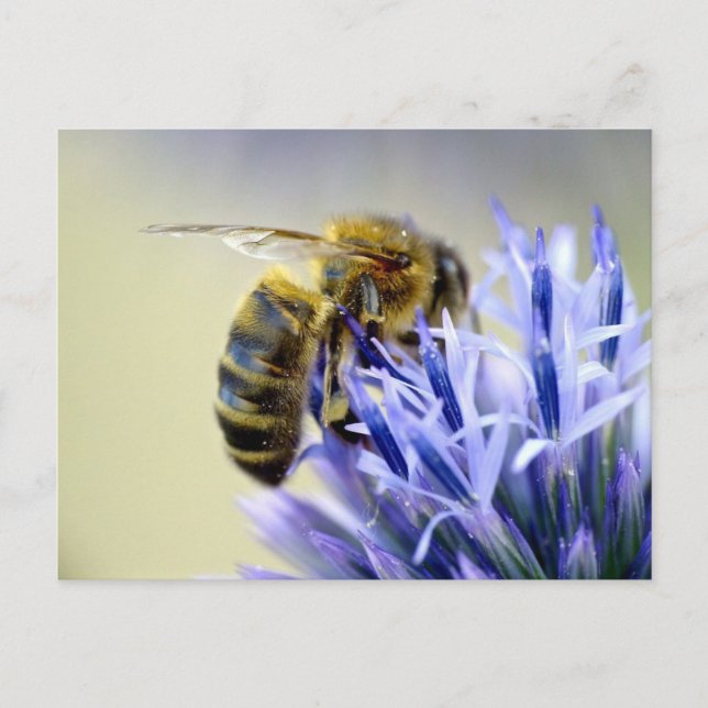 Carte Postale Abeille sur une fleur (Devant)